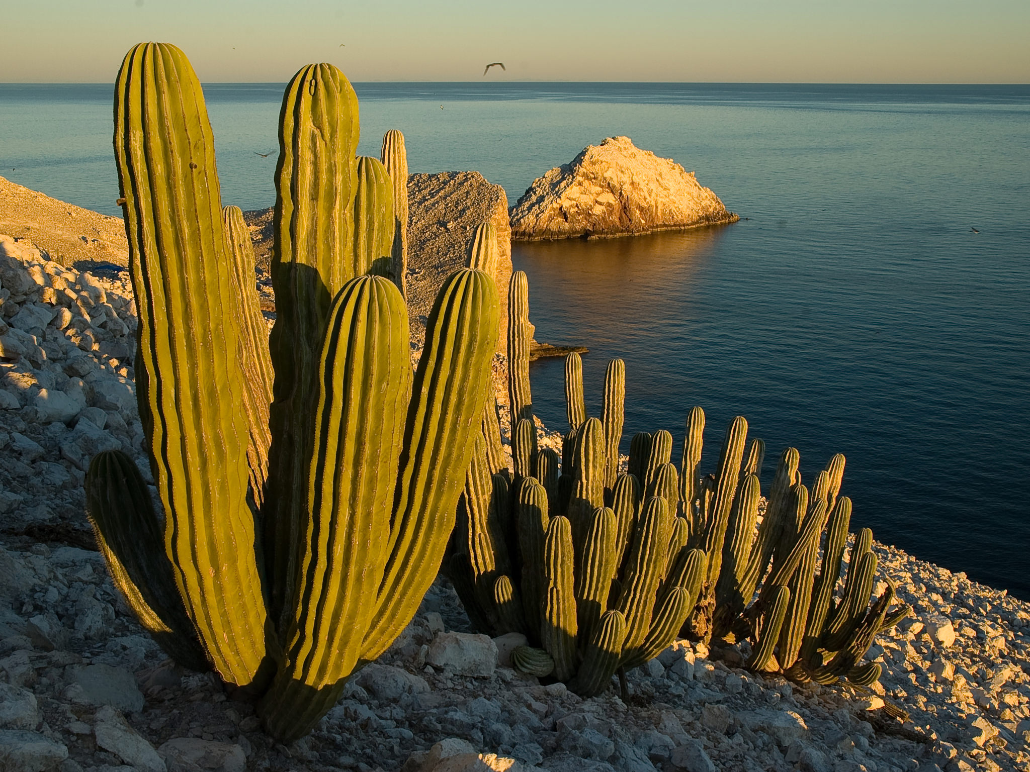 Pachycereus pringleii